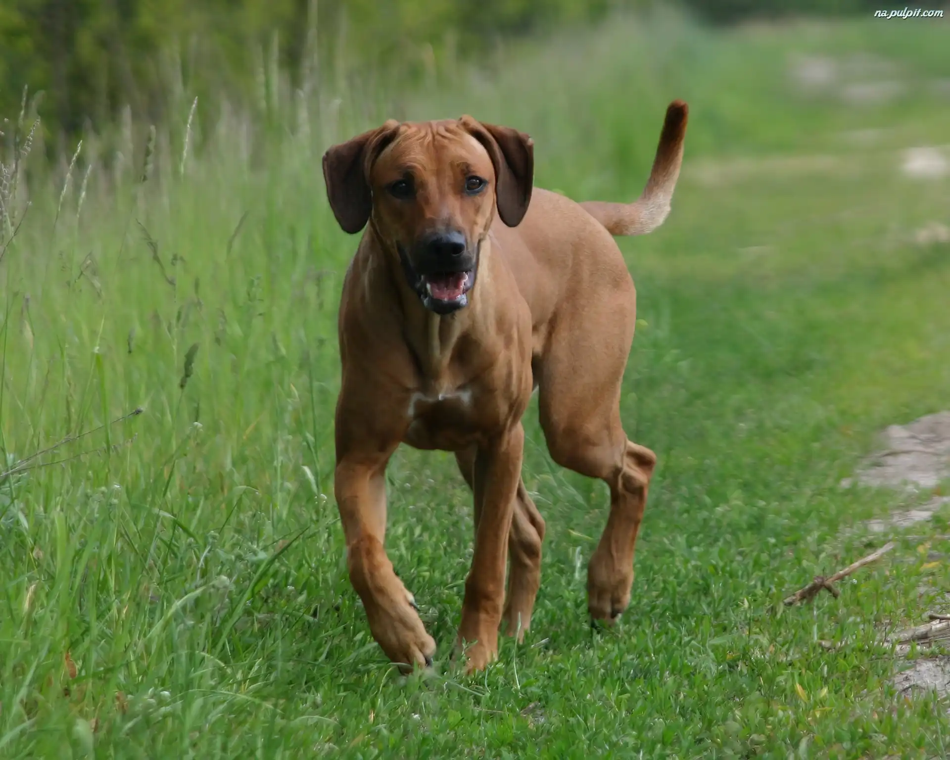 тайский риджбек 101 dogs